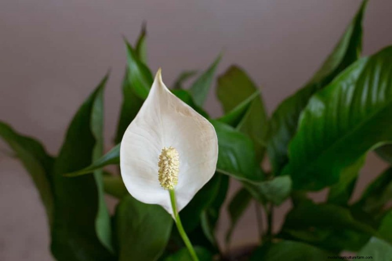 Peace Lily Care: 8 Essential Tips for a Thriving Plant