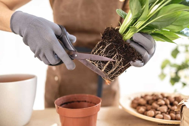 Peace Lily Care: 8 Essential Tips for a Thriving Plant