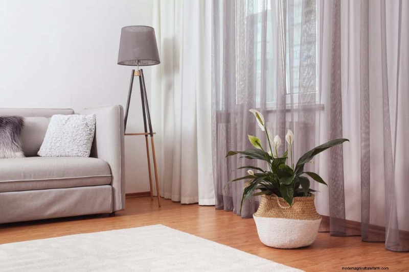 Peace Lily Benefits: Improve Air Quality & Reduce Stress