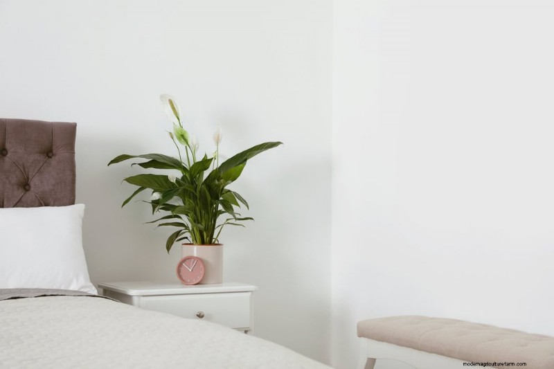 Peace Lily Benefits: Improve Air Quality & Reduce Stress