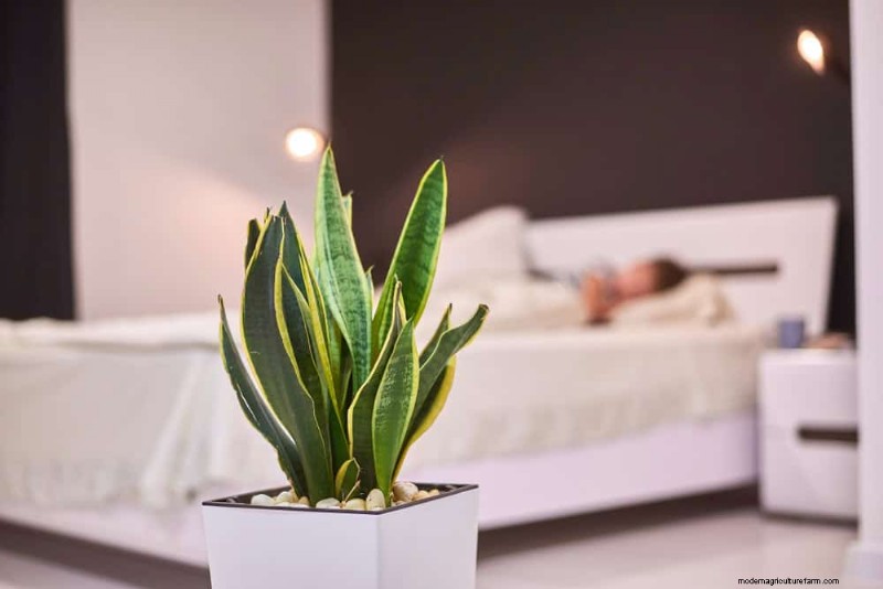 Snake Plant Benefits for Bedrooms: Improve Air Quality & Sleep