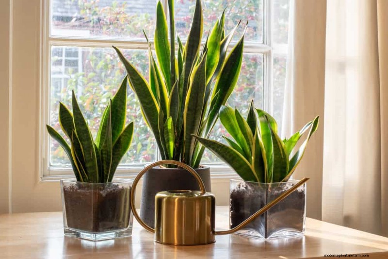 Snake Plant Benefits for Bedrooms: Improve Air Quality & Sleep