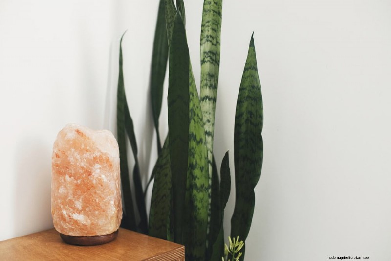 Snake Plant Benefits for Bedrooms: Improve Air Quality & Sleep
