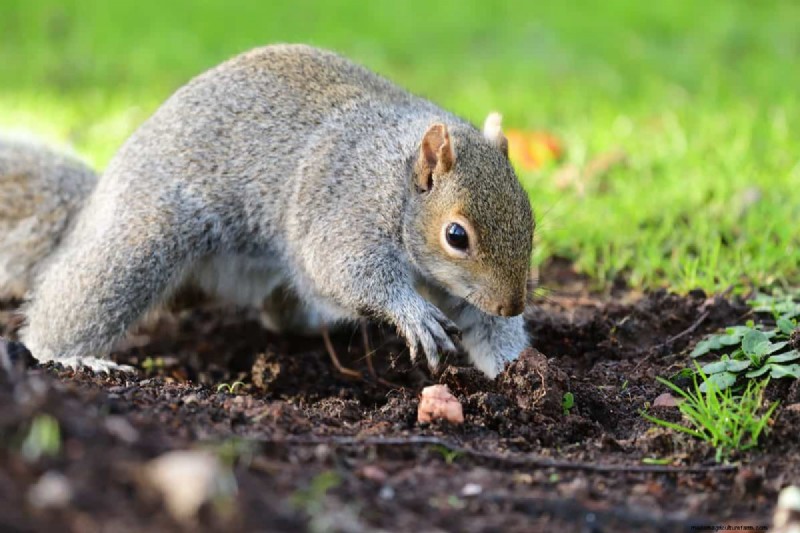 Protect Your Bulbs: The Science-Backed Way to Deter Squirrels with Cayenne Pepper