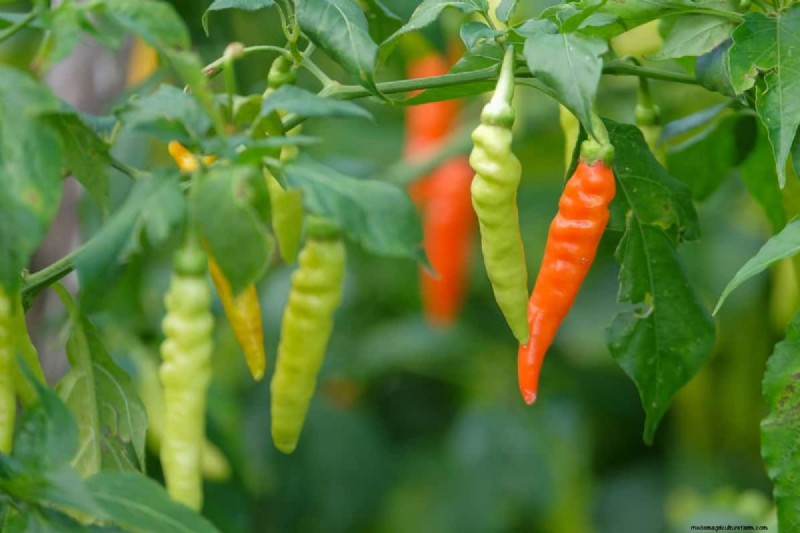 Protect Your Bulbs: The Science-Backed Way to Deter Squirrels with Cayenne Pepper