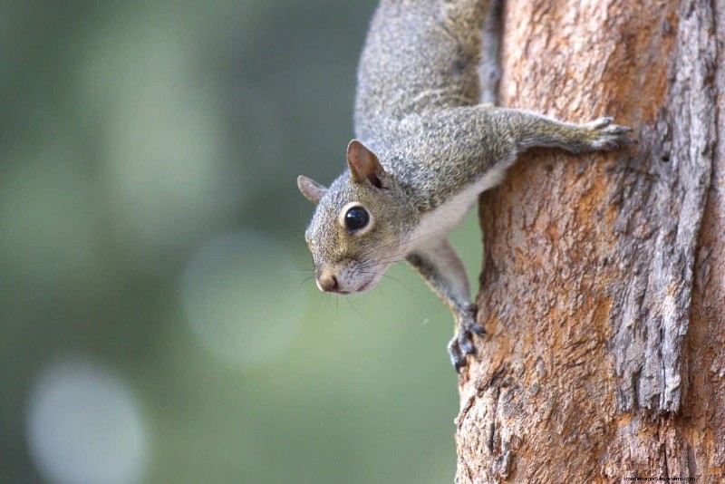 Protect Your Bulbs: The Science-Backed Way to Deter Squirrels with Cayenne Pepper