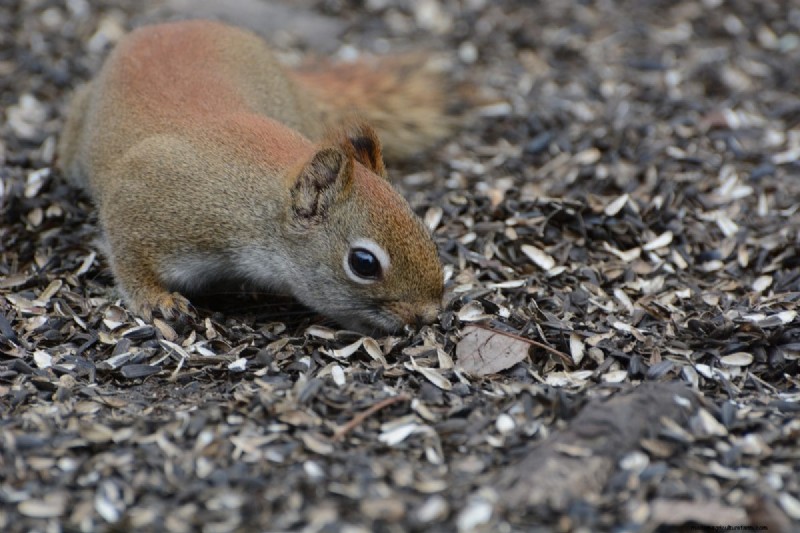 Protect Your Bulbs: The Science-Backed Way to Deter Squirrels with Cayenne Pepper