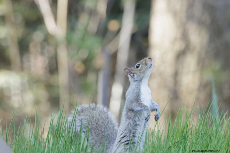 Protect Your Bulbs: The Science-Backed Way to Deter Squirrels with Cayenne Pepper