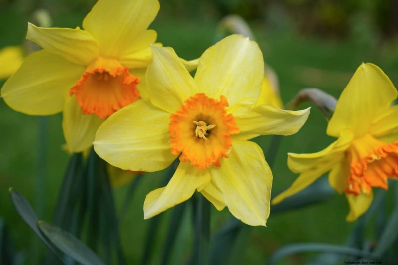Protect Your Bulbs: The Science-Backed Way to Deter Squirrels with Cayenne Pepper