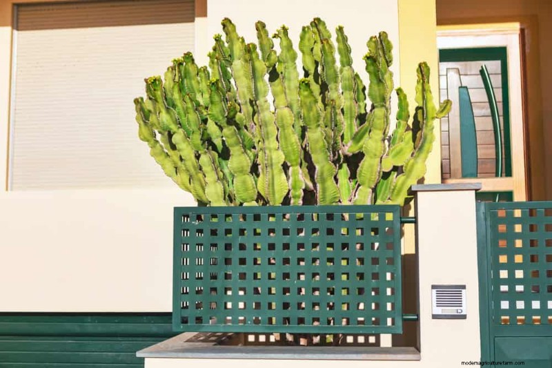 Winterize Fall Planters: Expert Tips for Stunning Seasonal Displays