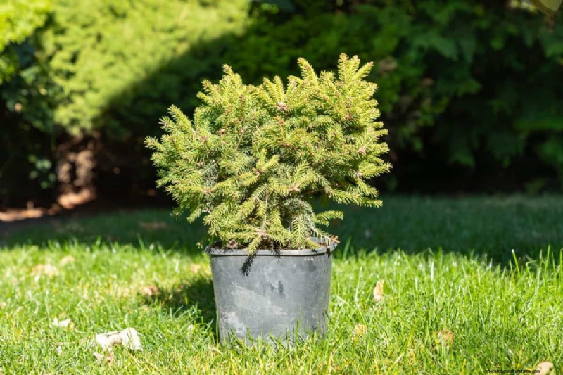 Winterize Fall Planters: Expert Tips for Stunning Seasonal Displays
