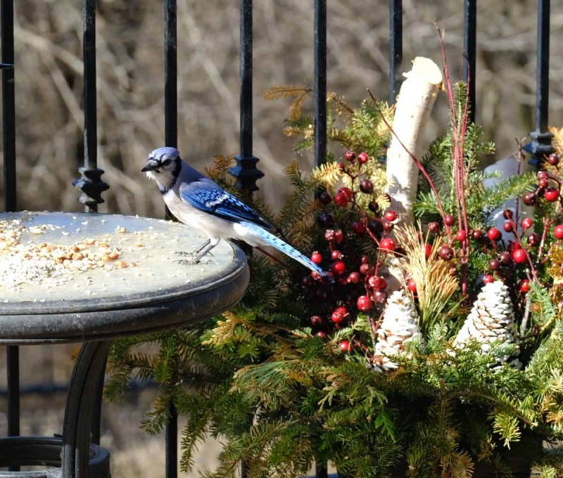 Winterize Fall Planters: Expert Tips for Stunning Seasonal Displays