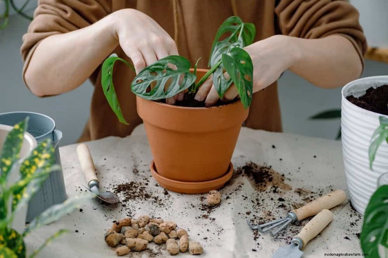 Monstera Repotting Guide: 9 Steps for Healthy Growth