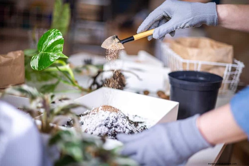 Monstera Repotting Guide: 9 Steps for Healthy Growth