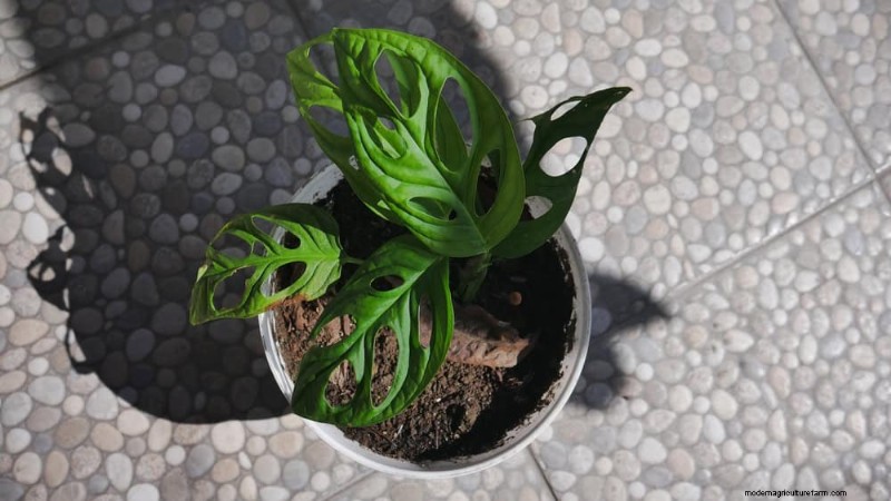 Monstera Repotting Guide: 9 Steps for Healthy Growth