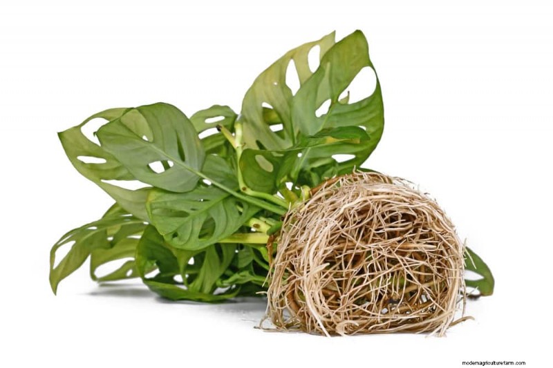 Monstera Repotting Guide: 9 Steps for Healthy Growth