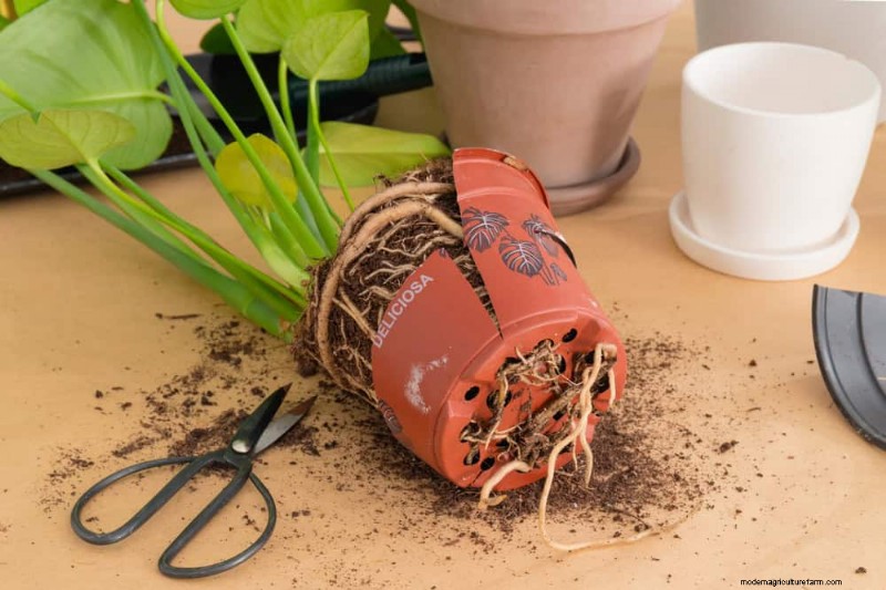 Monstera Repotting Guide: 9 Steps for Healthy Growth