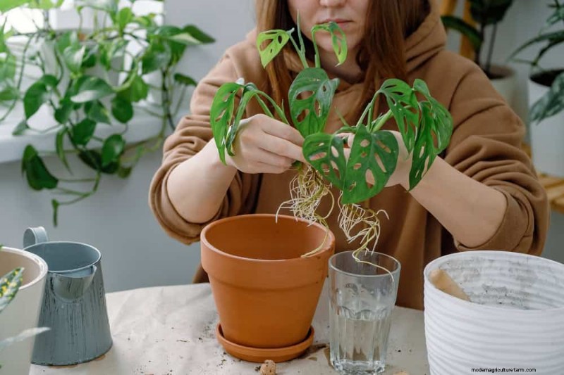 Monstera Repotting Guide: 9 Steps for Healthy Growth