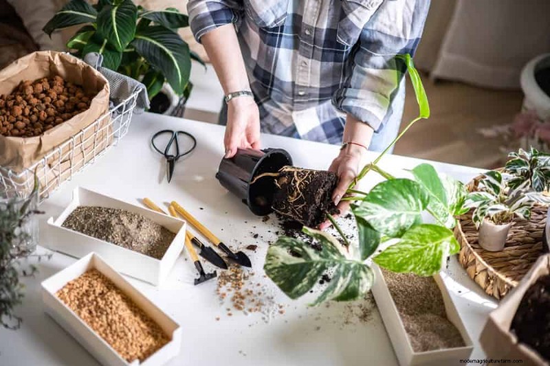 Monstera Repotting Guide: 9 Steps for Healthy Growth