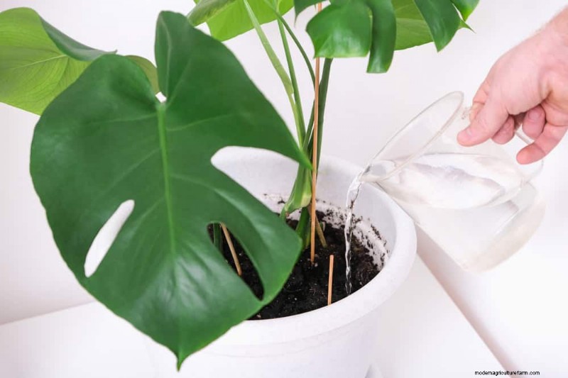 Monstera Repotting Guide: 9 Steps for Healthy Growth