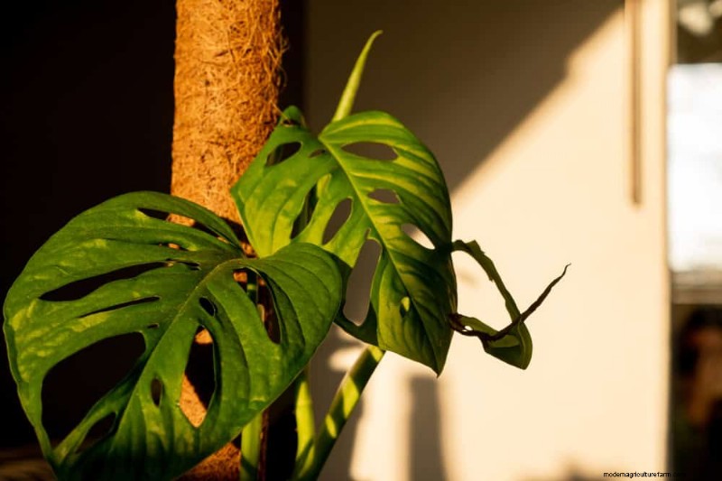 Monstera Repotting Guide: 9 Steps for Healthy Growth