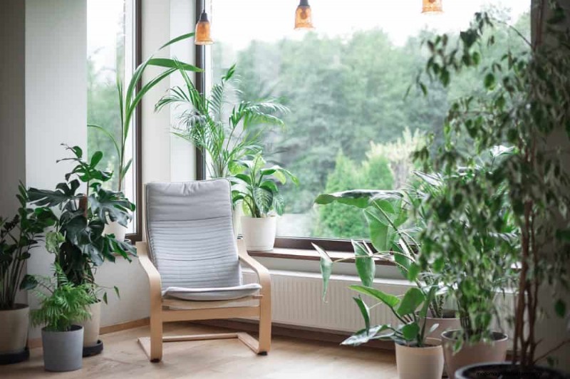 Monstera Repotting Guide: 9 Steps for Healthy Growth