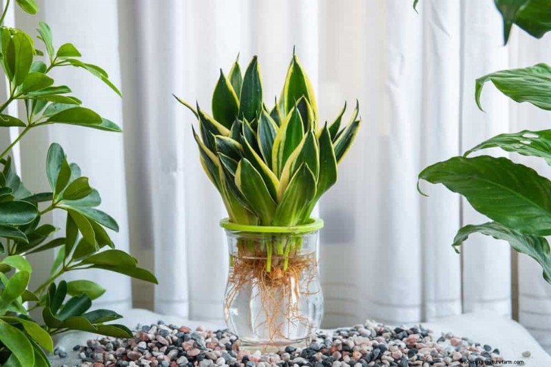 Snake Plant Problems: Troubleshooting & Solutions for Healthy Growth