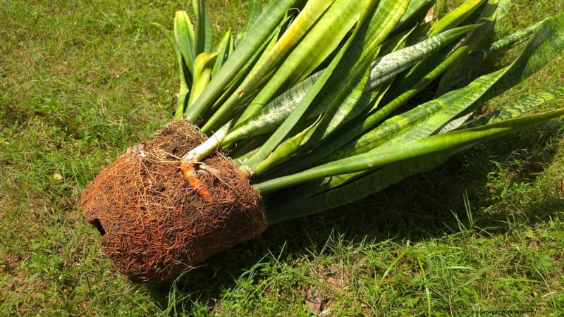 Snake Plant Problems: Troubleshooting & Solutions for Healthy Growth
