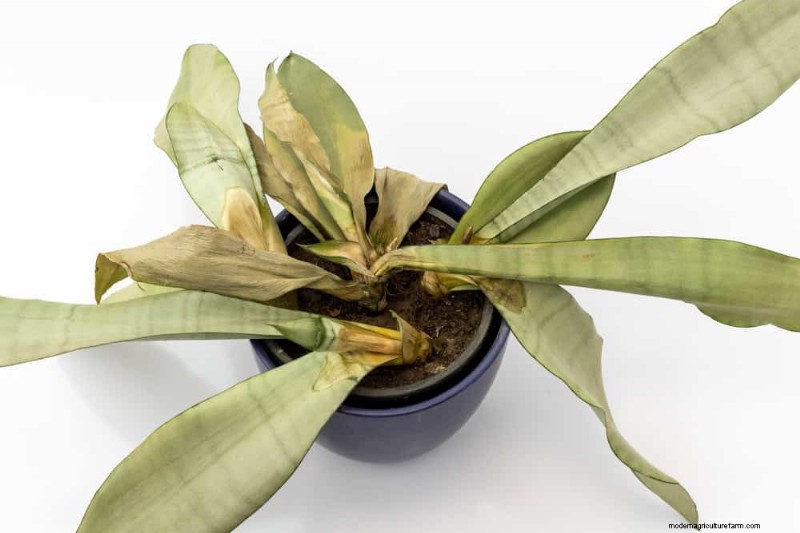 Snake Plant Problems: Troubleshooting & Solutions for Healthy Growth