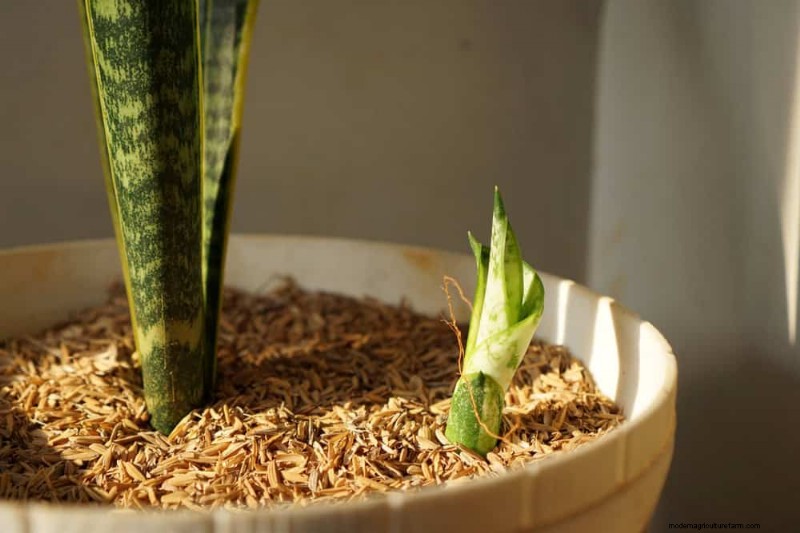 Snake Plant Problems: Troubleshooting & Solutions for Healthy Growth