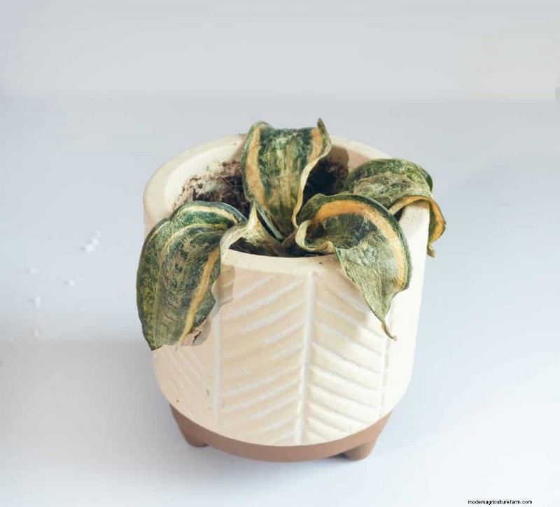 Snake Plant Problems: Troubleshooting & Solutions for Healthy Growth