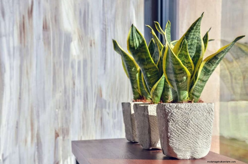 Snake Plant Problems: Troubleshooting & Solutions for Healthy Growth