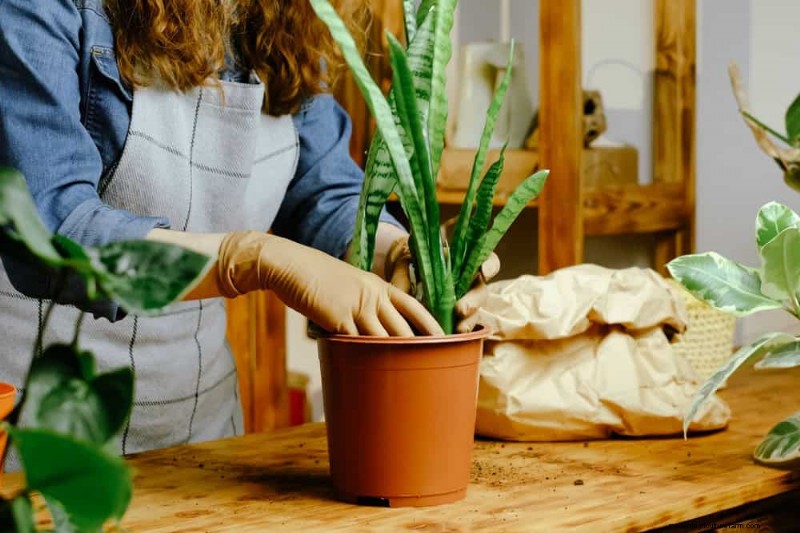 Snake Plant Problems: Troubleshooting & Solutions for Healthy Growth