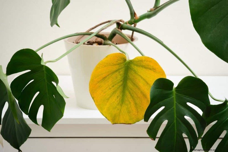 Monstera Not Thriving? 11 Signs Your Plant Needs More Light