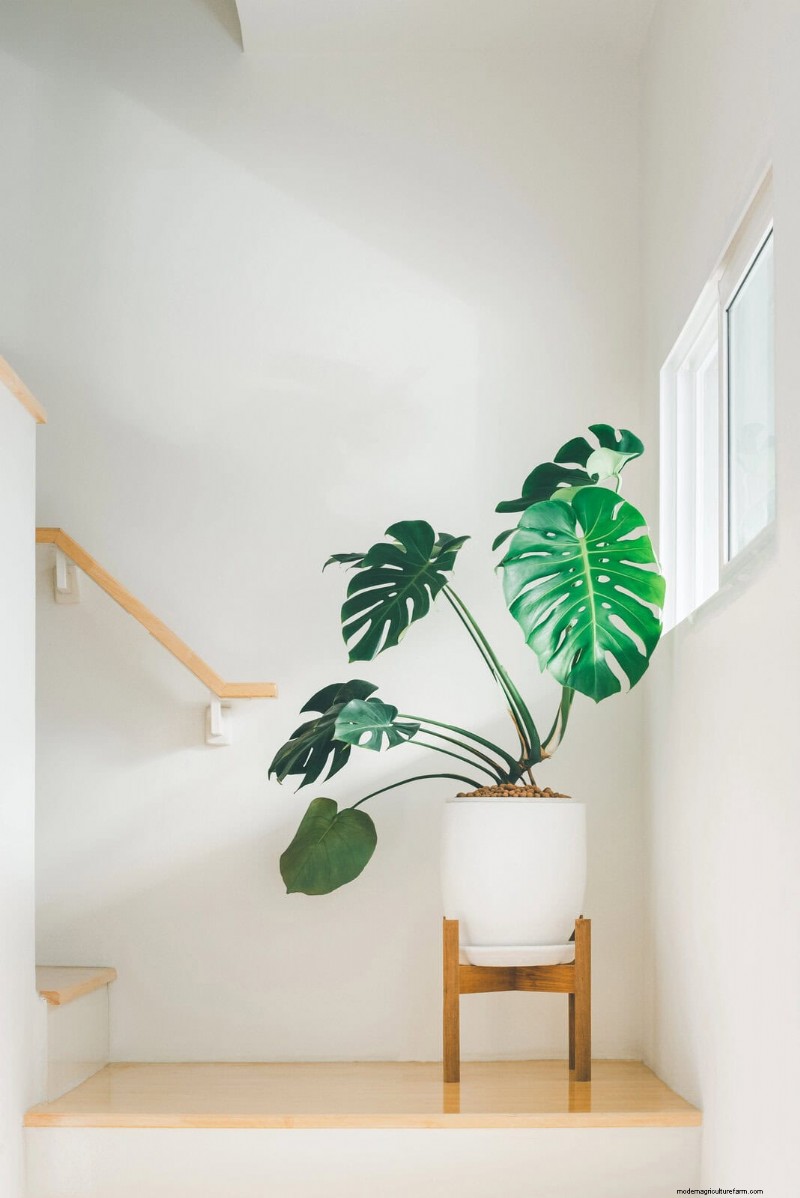Monstera Not Thriving? 11 Signs Your Plant Needs More Light