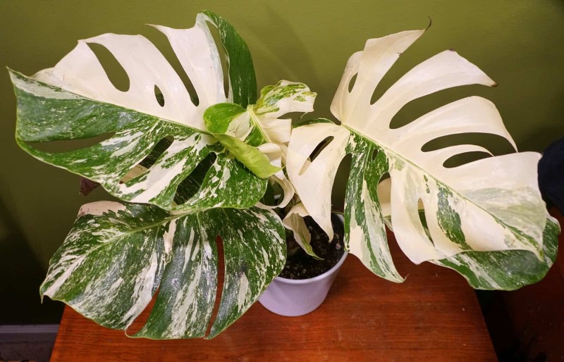 Monstera Not Thriving? 11 Signs Your Plant Needs More Light