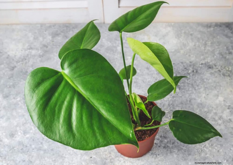 Monstera Not Thriving? 11 Signs Your Plant Needs More Light