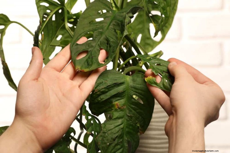 Monstera Not Thriving? 11 Signs Your Plant Needs More Light