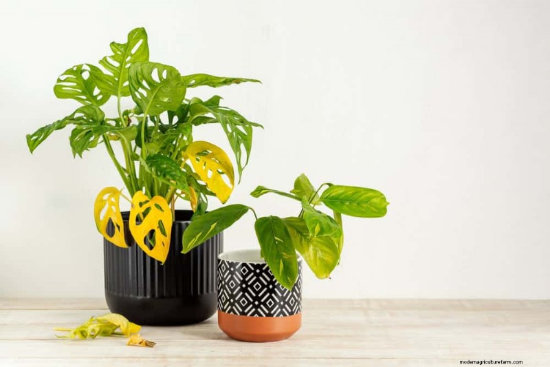 Monstera Not Thriving? 11 Signs Your Plant Needs More Light