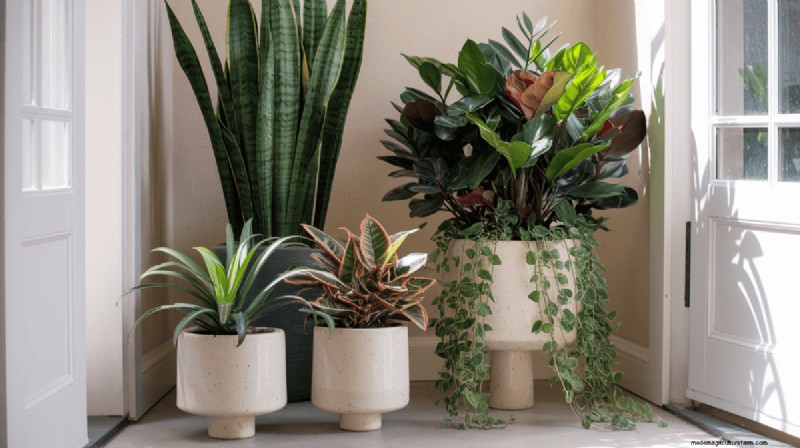 15 Stunning Houseplant Combinations for a Welcoming Entryway
