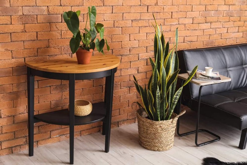 Snake Plants: The Ultimate Guide to Low-Maintenance Houseplants
