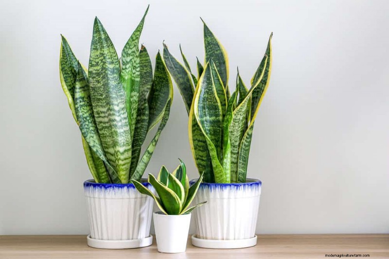 Snake Plants: The Ultimate Guide to Low-Maintenance Houseplants