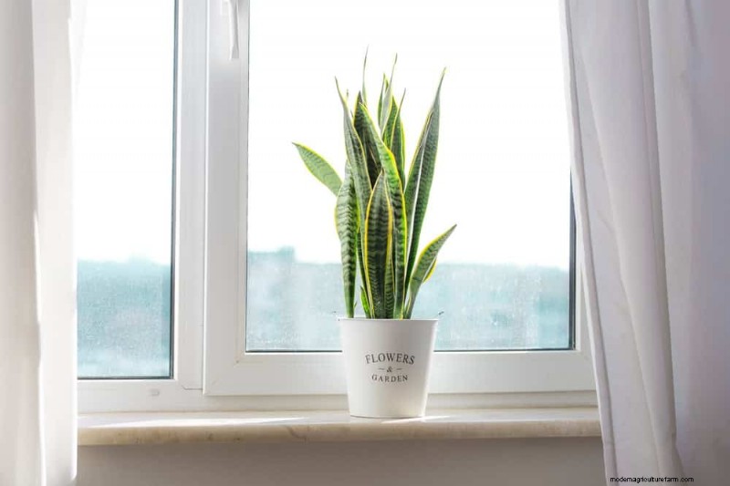 Snake Plants: The Ultimate Guide to Low-Maintenance Houseplants