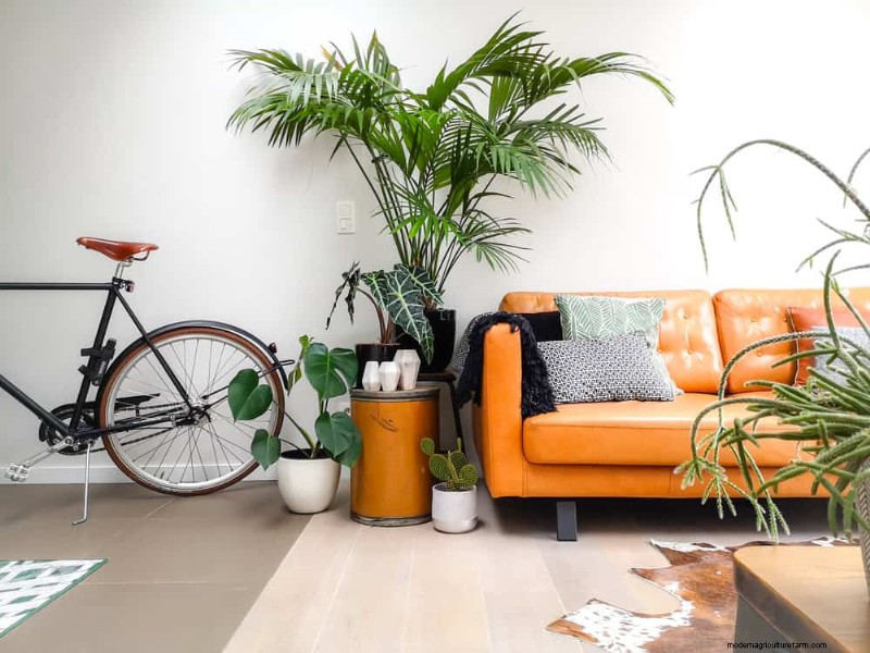 15 Best Houseplants for a Brighter, More Inviting Living Room