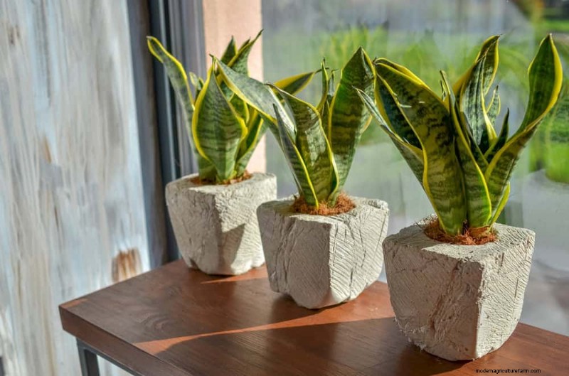15 Best Houseplants for a Brighter, More Inviting Living Room