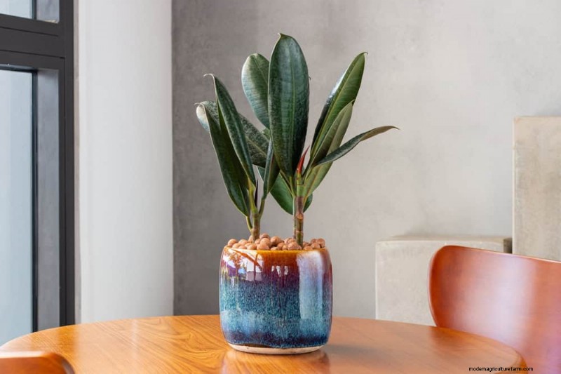 15 Best Houseplants for a Brighter, More Inviting Living Room