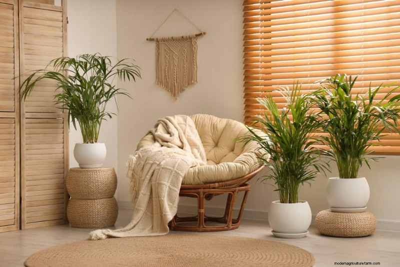 15 Best Houseplants for a Brighter, More Inviting Living Room