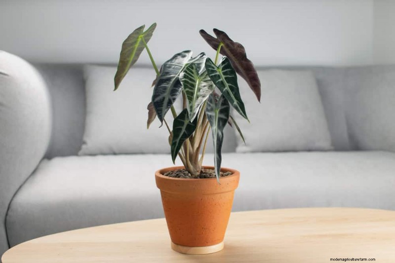 15 Best Houseplants for a Brighter, More Inviting Living Room