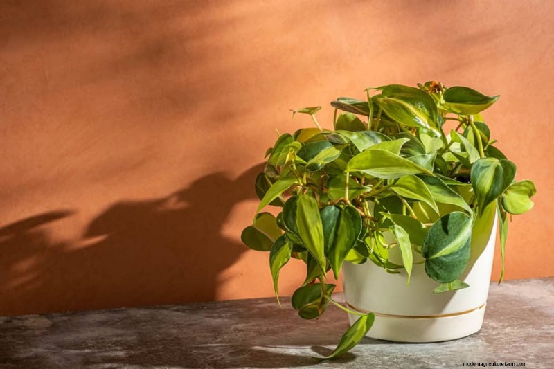 15 Best Houseplants for a Brighter, More Inviting Living Room