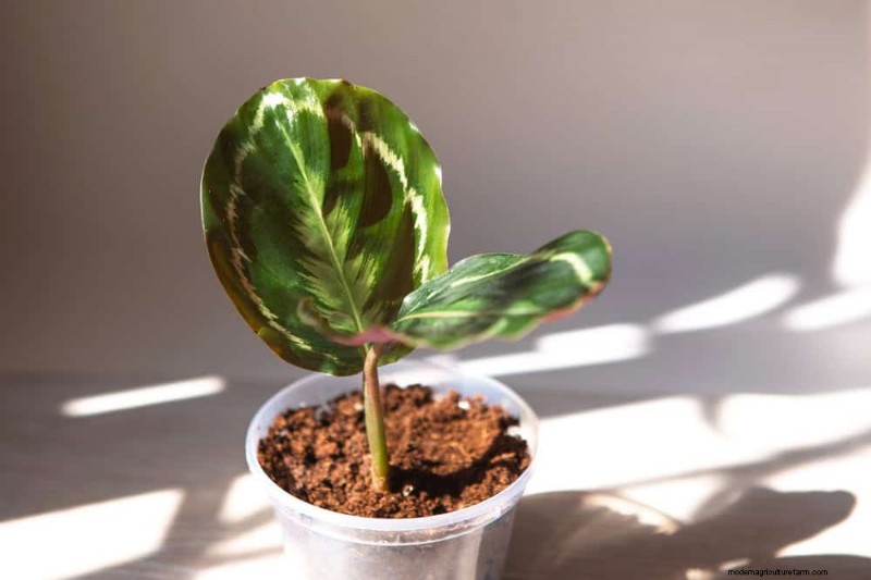 15 Best Houseplants for a Brighter, More Inviting Living Room
